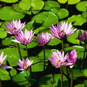 Meet your Posher, Anney